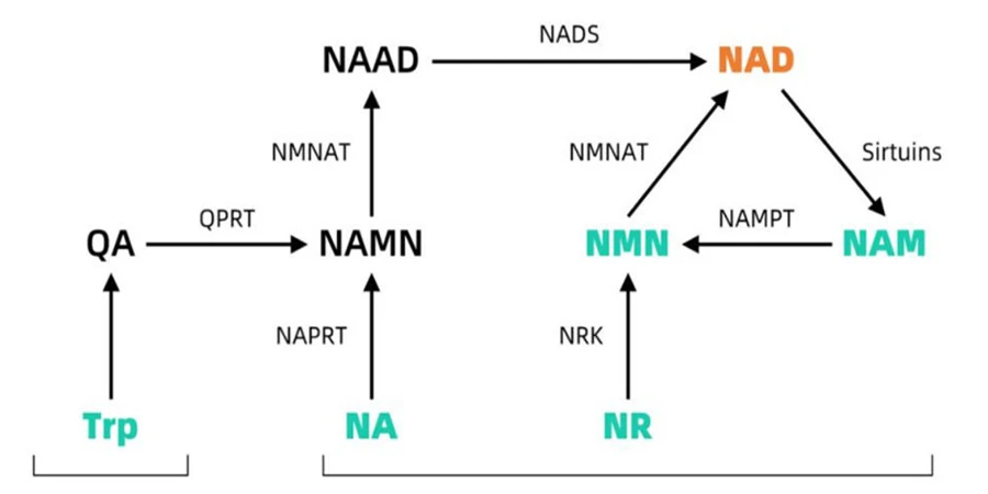 nmn