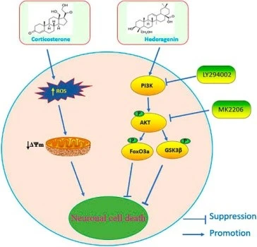 Hederagenin Antioxidant effect