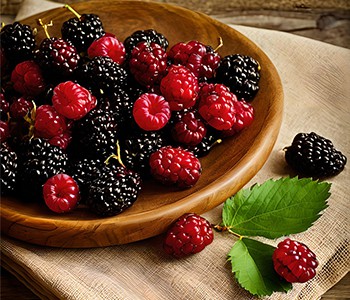 Όταν η έρημος συναντά τις μουριές, η γλυκύτητα είναι πέρα ​​από τις λέξεις