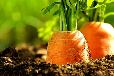 Η κατανάλωση καρότων Raw μπορεί να σας βοηθήσει να αντισταθείτε στον διαβήτη!