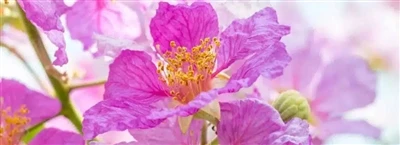 Το Nature's Insulin Corosolic Acid and The Banaba Tree στη σύγχρονη μεταβολικ...